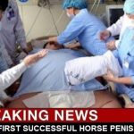 horse-transplant