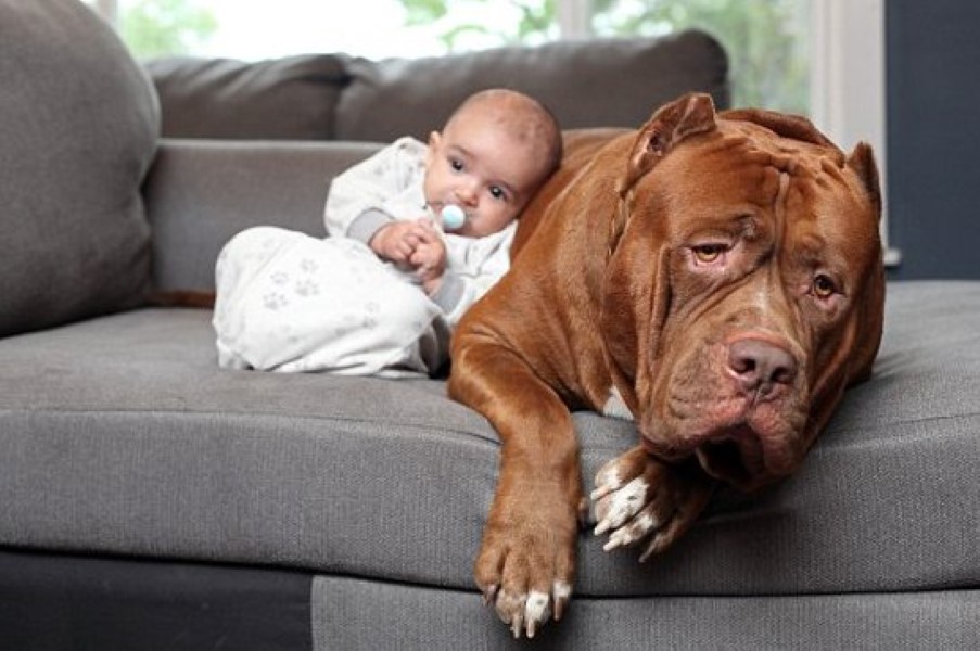 pit-bull-and-baby