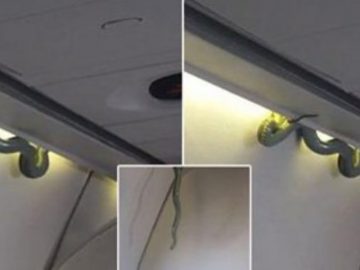 snake-on-a-plane