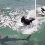 surfs-over-shark