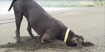 dog-playing-with-crab