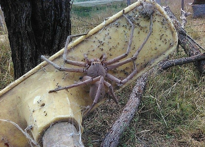 biggest-spider-2