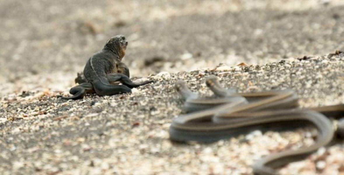 iguana-vs-snake