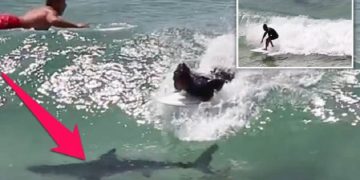 surfs-over-shark